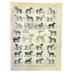 Gravure ancienne de 1897 - Cheval par A. Millot - planche Lithographie
