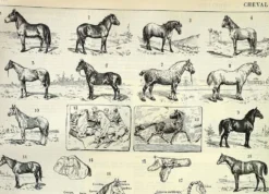 Gravure ancienne de 1897 - Cheval par A. Millot - planche Lithographie