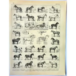 Gravure ancienne de 1897 - Cheval par A. Millot - planche Lithographie