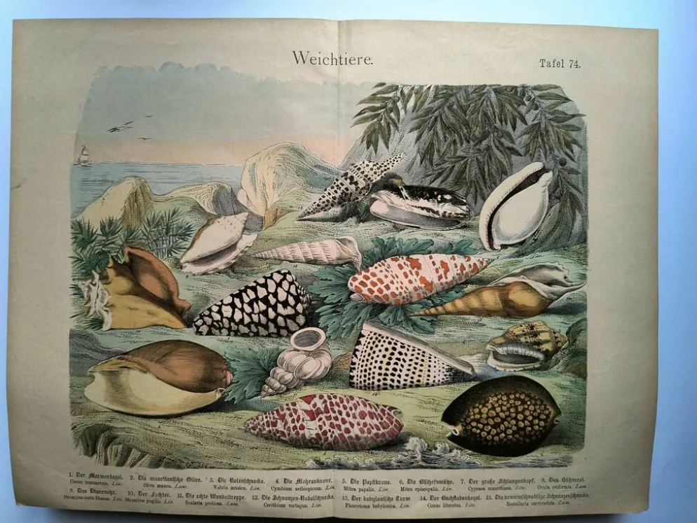Gravure ancienne de 1886. Coquillages et mollusques (2) Mer, plage et océan