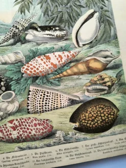 Gravure ancienne de 1886. Coquillages et mollusques (2) Mer, plage et océan