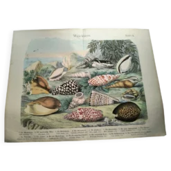 Gravure ancienne de 1886. Coquillages et mollusques (2) Mer, plage et océan