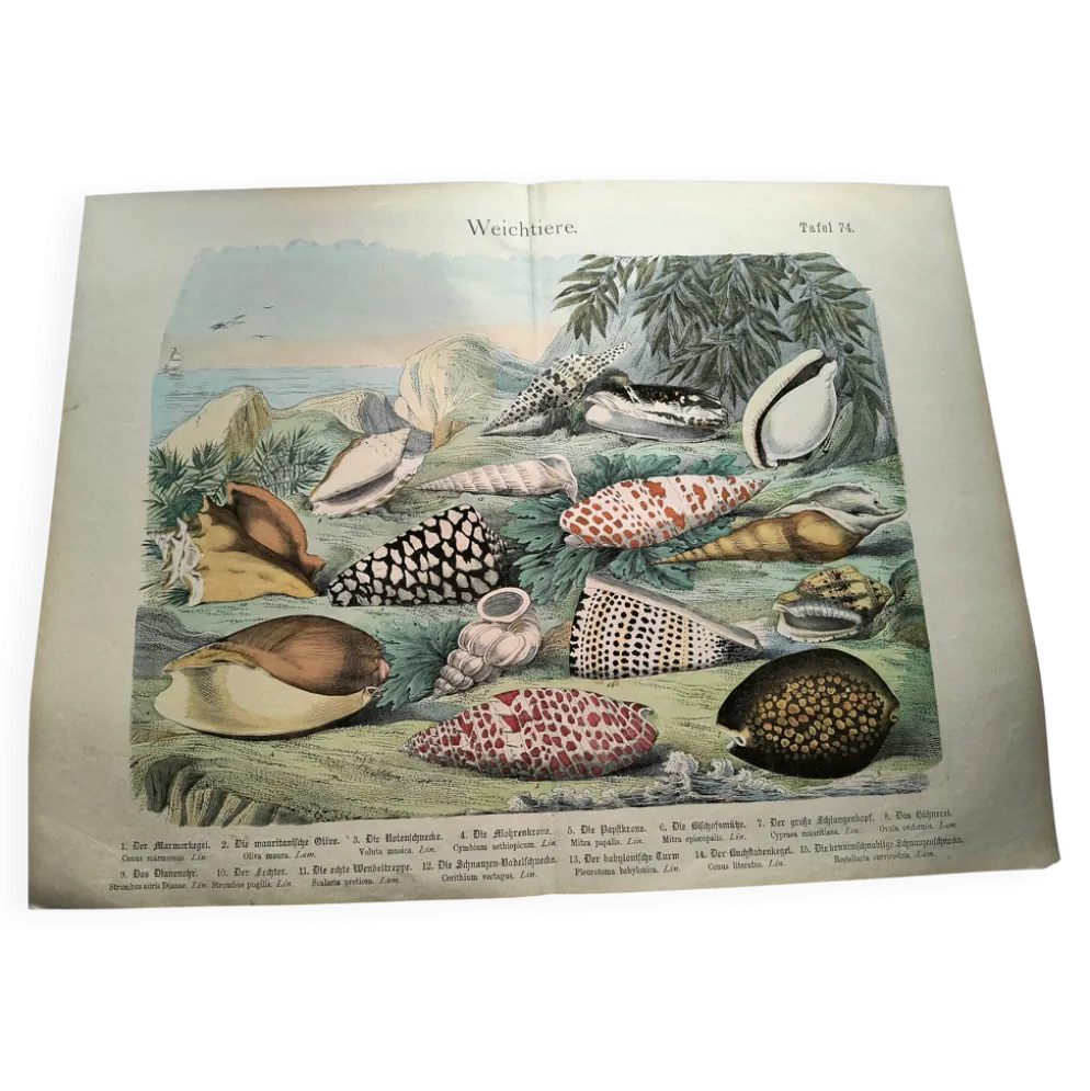 Gravure ancienne de 1886. Coquillages et mollusques (2) Mer, plage et océan