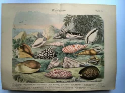 Gravure ancienne de 1886. Coquillages et mollusques (2) Mer, plage et océan