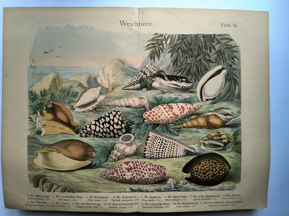 Gravure ancienne de 1886. Coquillages et mollusques (2) Mer, plage et océan