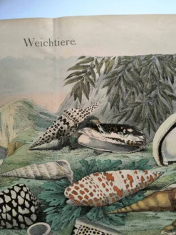 Gravure ancienne de 1886. Coquillages et mollusques (2) Mer, plage et océan