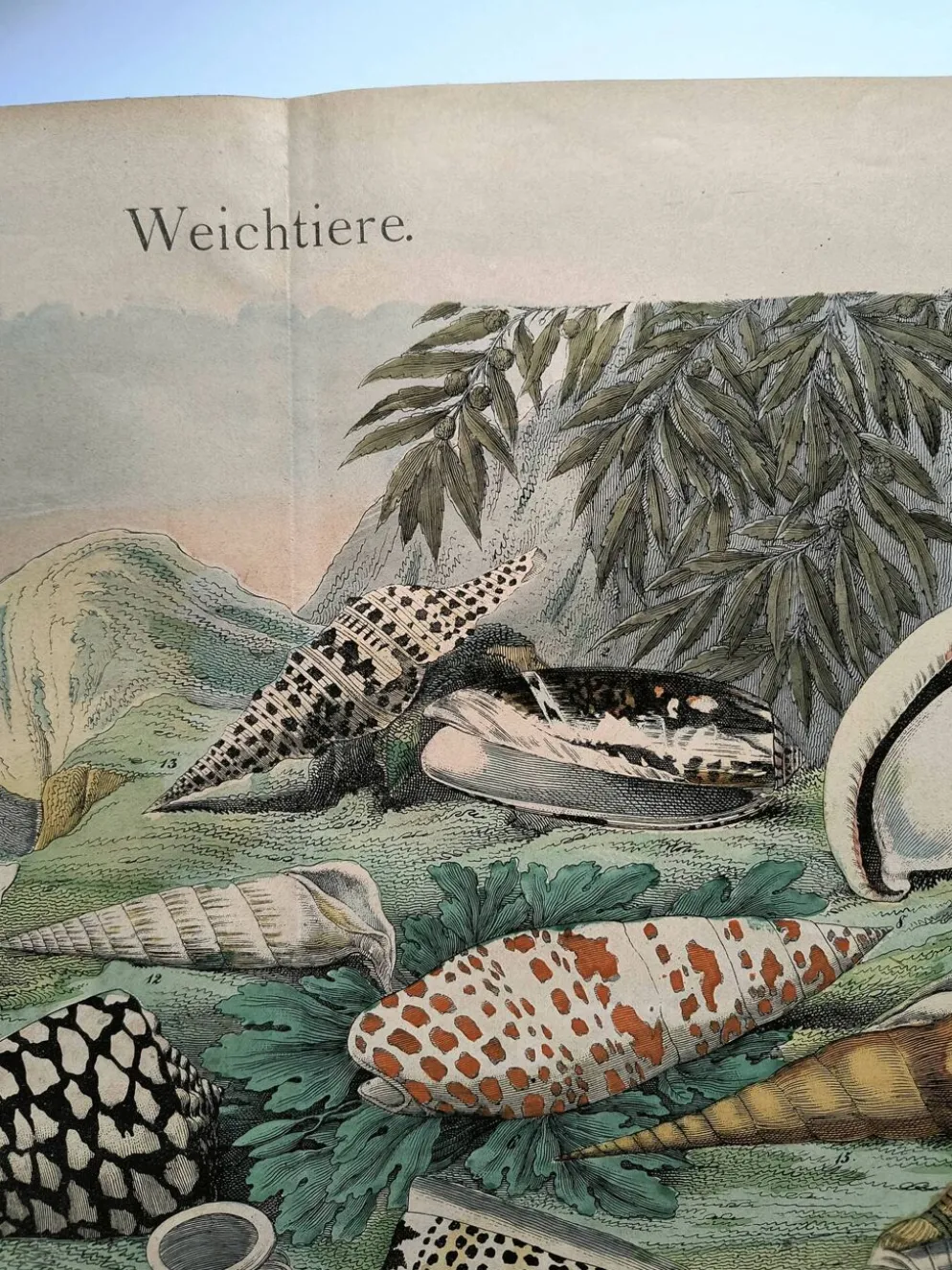 Gravure ancienne de 1886. Coquillages et mollusques (2) Mer, plage et océan