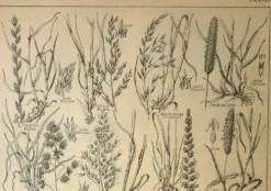 Gravure ancienne de 1921 - Flore de Prairie (1) - planche botanique fleurs