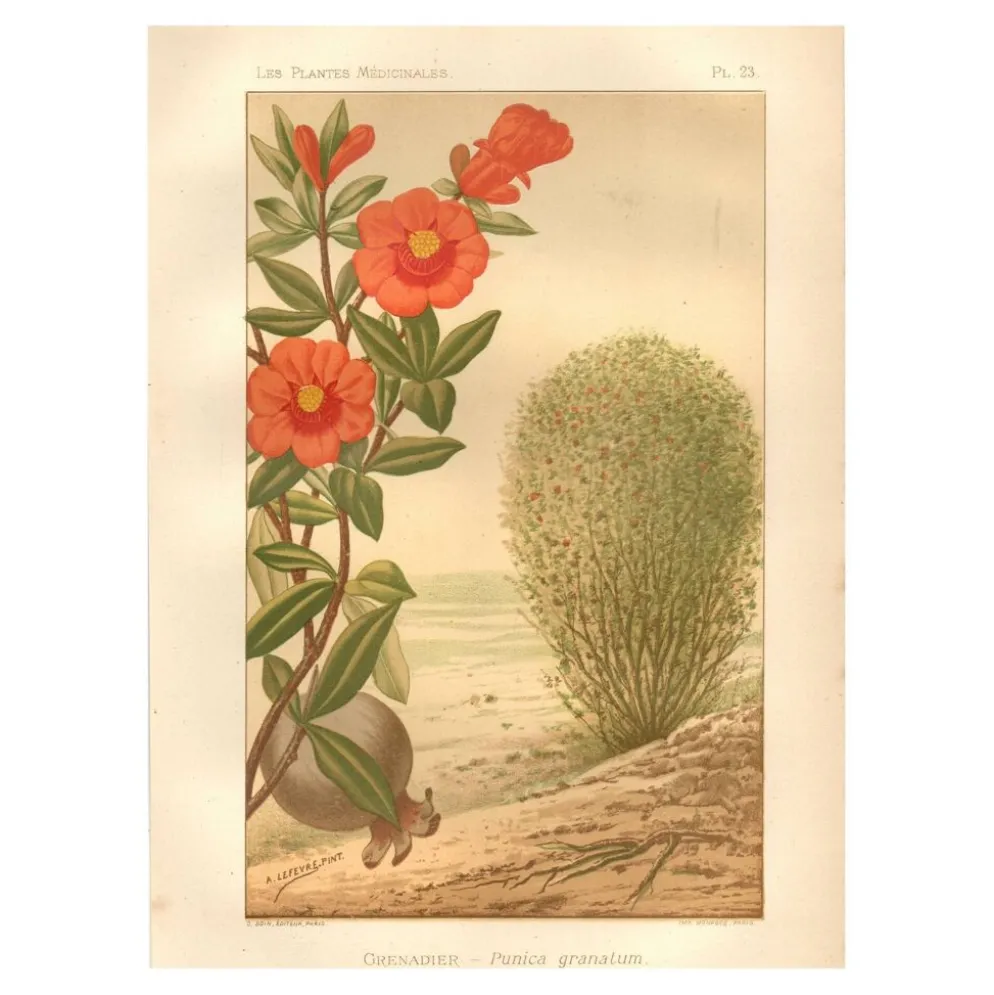 Gravure ancienne de 1889. Grenadier. planche botanique. Fleur rouge vintage