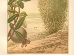 Gravure ancienne de 1889. Grenadier. planche botanique. Fleur rouge vintage