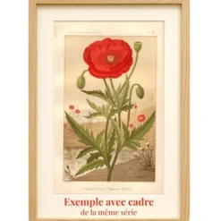 Gravure ancienne de 1889. Grenadier. planche botanique. Fleur rouge vintage