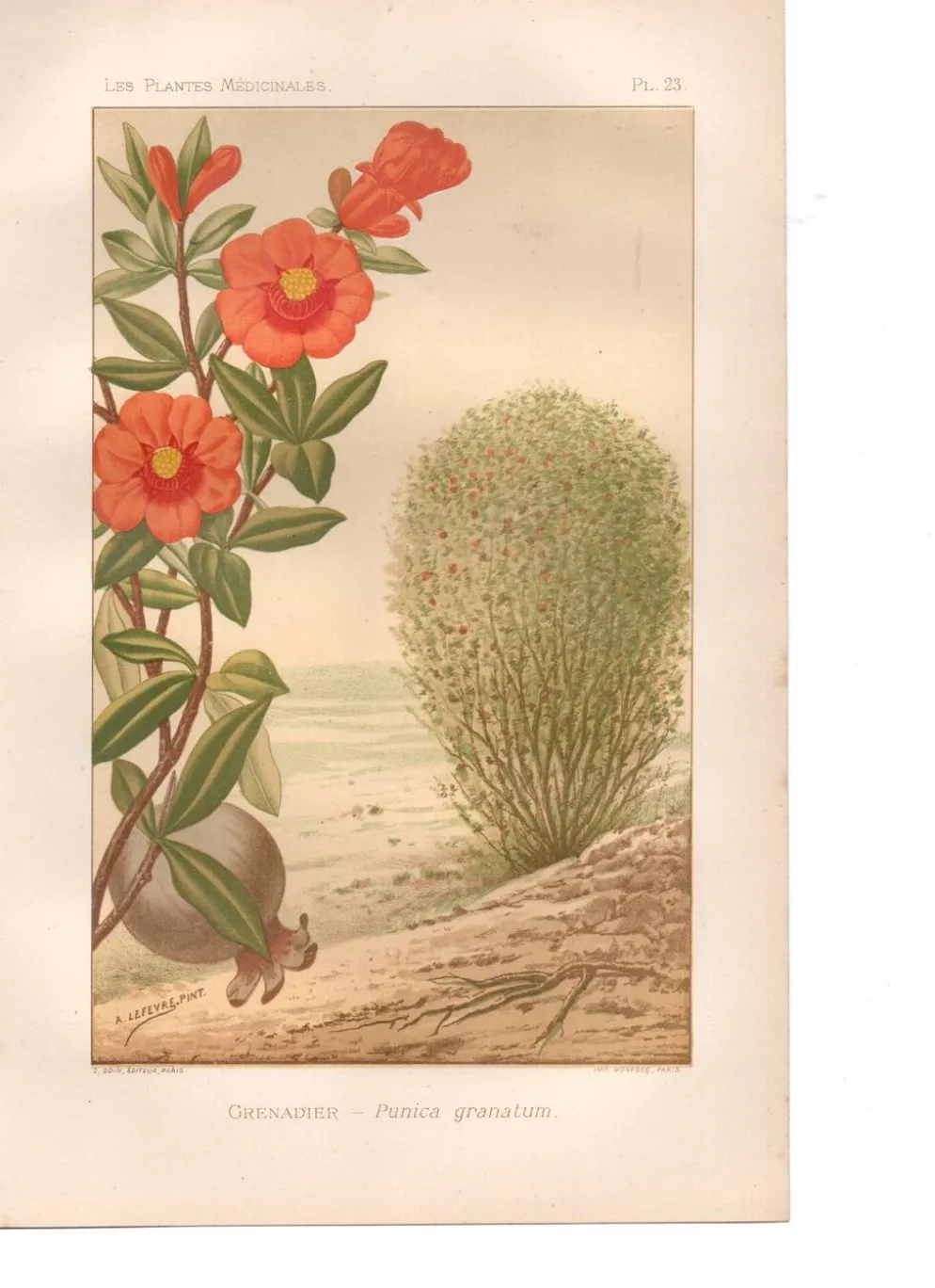 Gravure ancienne de 1889. Grenadier. planche botanique. Fleur rouge vintage