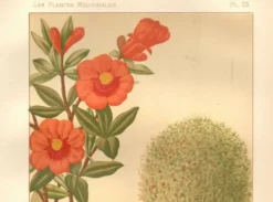 Gravure ancienne de 1889. Grenadier. planche botanique. Fleur rouge vintage