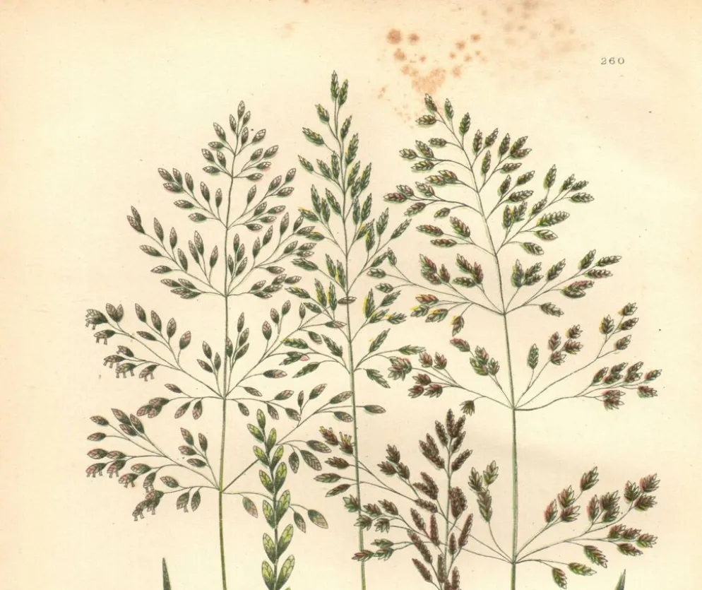 Gravure ancienne de 1889 - Herbes de forêts par A. Pratt. Planche botanique