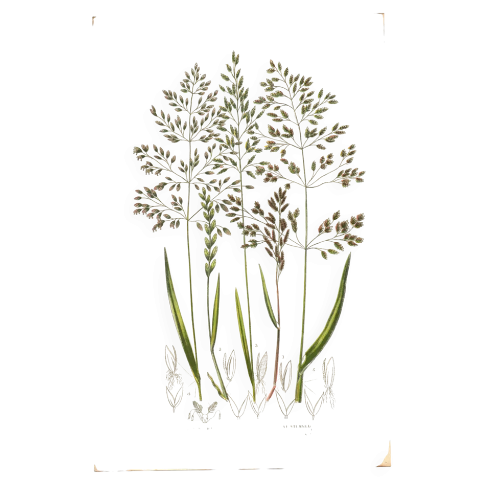 Gravure ancienne de 1889 - Herbes de forêts par A. Pratt. Planche botanique