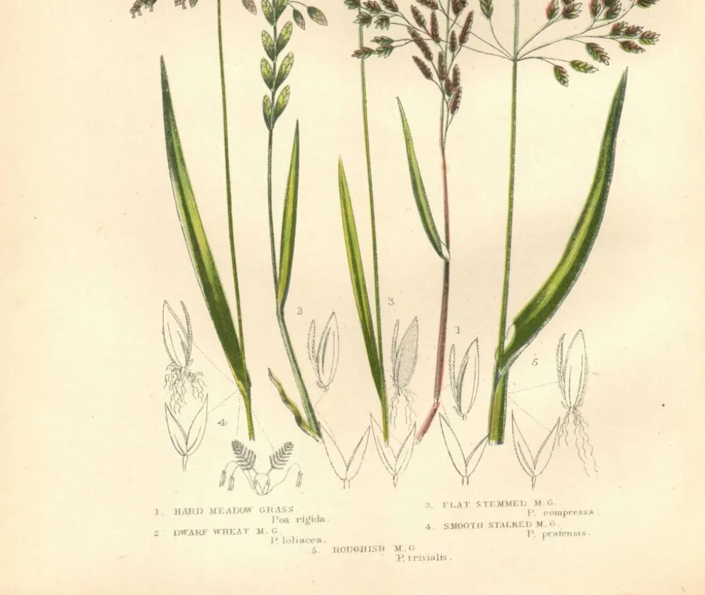 Gravure ancienne de 1889 - Herbes de forêts par A. Pratt. Planche botanique