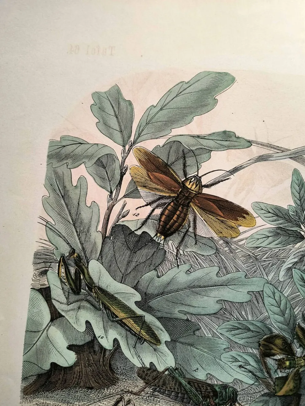 Gravure ancienne de 1886 - Insectes tropicaux et sauterelles - Lithographie