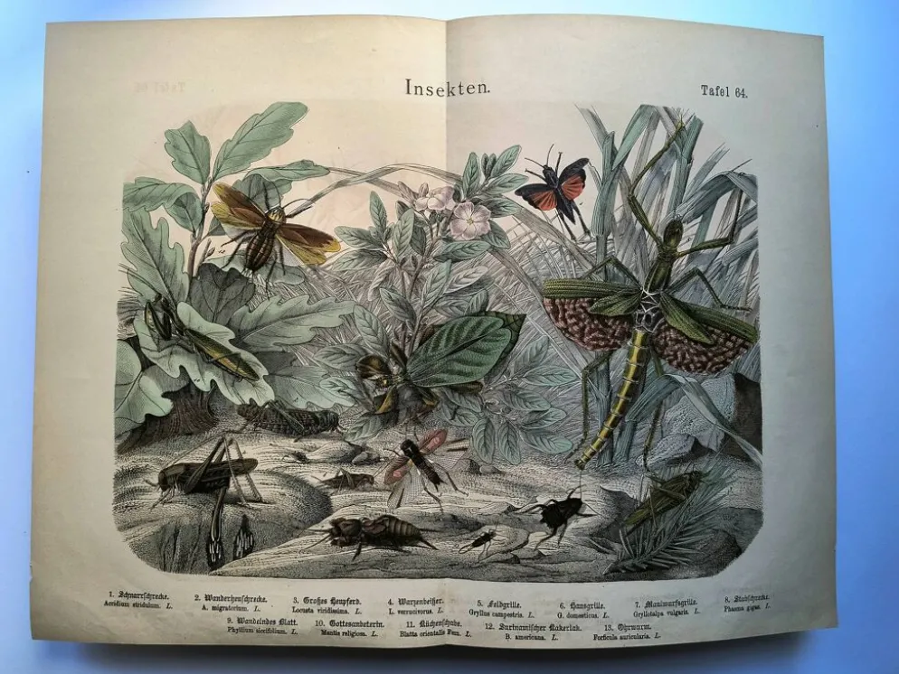 Gravure ancienne de 1886 - Insectes tropicaux et sauterelles - Lithographie