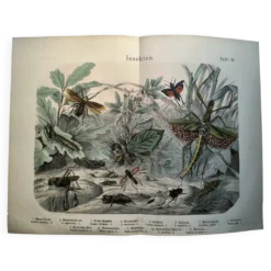 Gravure ancienne de 1886 - Insectes tropicaux et sauterelles - Lithographie