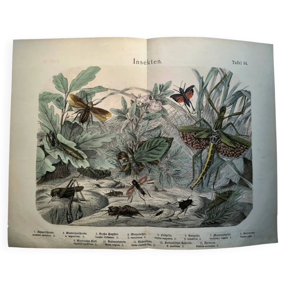 Gravure ancienne de 1886 - Insectes tropicaux et sauterelles - Lithographie
