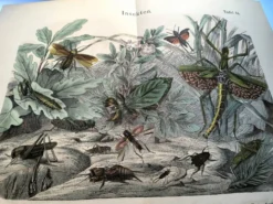 Gravure ancienne de 1886 - Insectes tropicaux et sauterelles - Lithographie