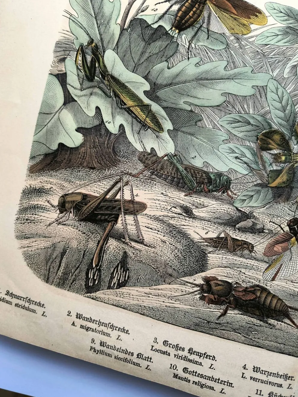 Gravure ancienne de 1886 - Insectes tropicaux et sauterelles - Lithographie