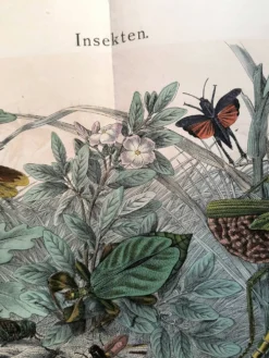 Gravure ancienne de 1886 - Insectes tropicaux et sauterelles - Lithographie