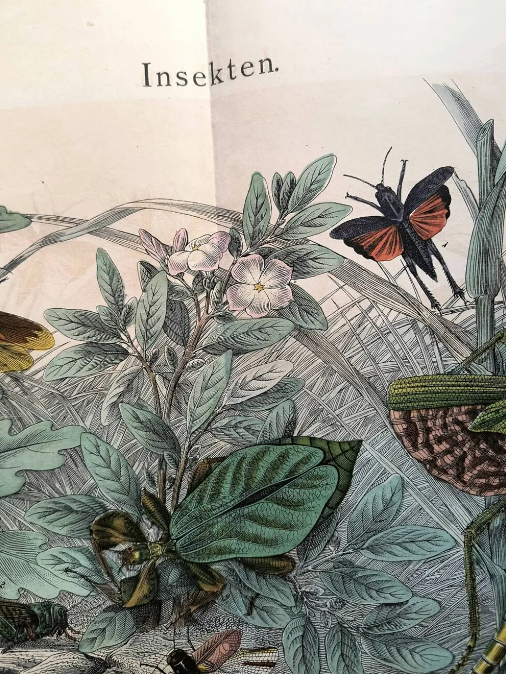 Gravure ancienne de 1886 - Insectes tropicaux et sauterelles - Lithographie