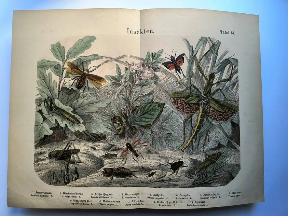 Gravure ancienne de 1886 - Insectes tropicaux et sauterelles - Lithographie