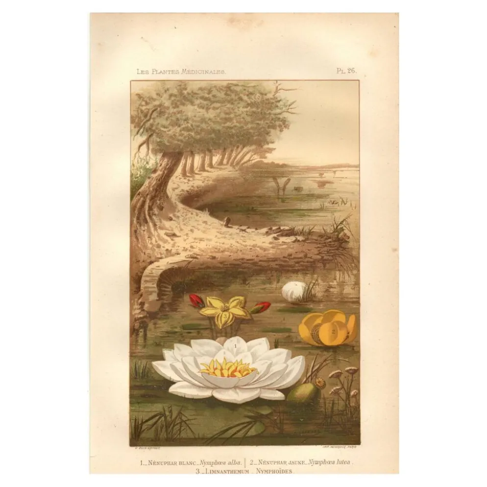 Gravure ancienne de 1889 - Nénuphars aquatiques. Planche botanique vintage