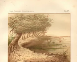 Gravure ancienne de 1889 - Nénuphars aquatiques. Planche botanique vintage