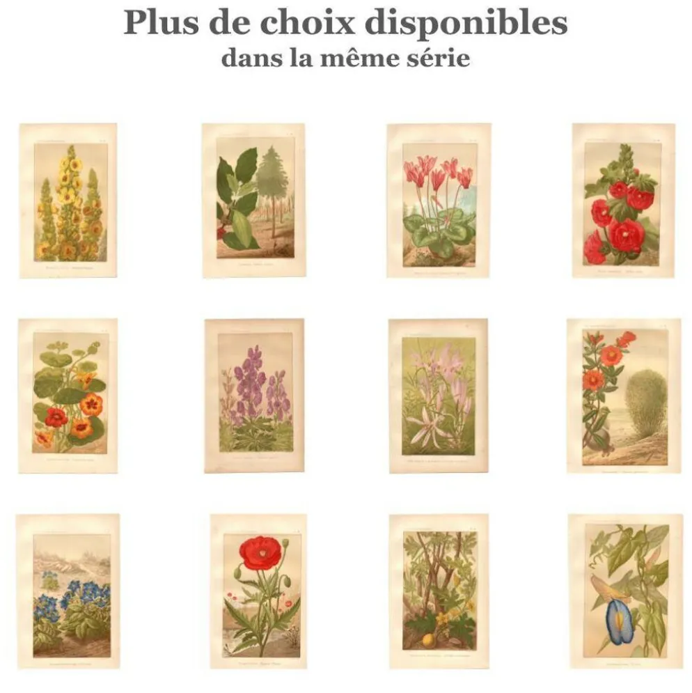 Gravure ancienne de 1889 - Nénuphars aquatiques. Planche botanique vintage