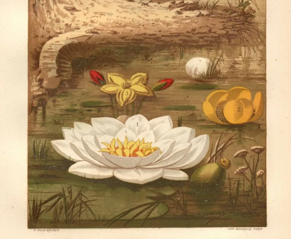 Gravure ancienne de 1889 - Nénuphars aquatiques. Planche botanique vintage