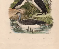 Gravure ancienne de 1839 - Oiseaux aquatiques - planche zoologique nature