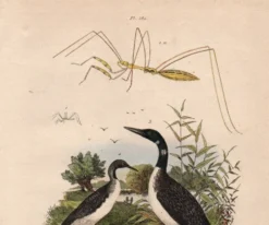 Gravure ancienne de 1839 - Oiseaux aquatiques - planche zoologique nature