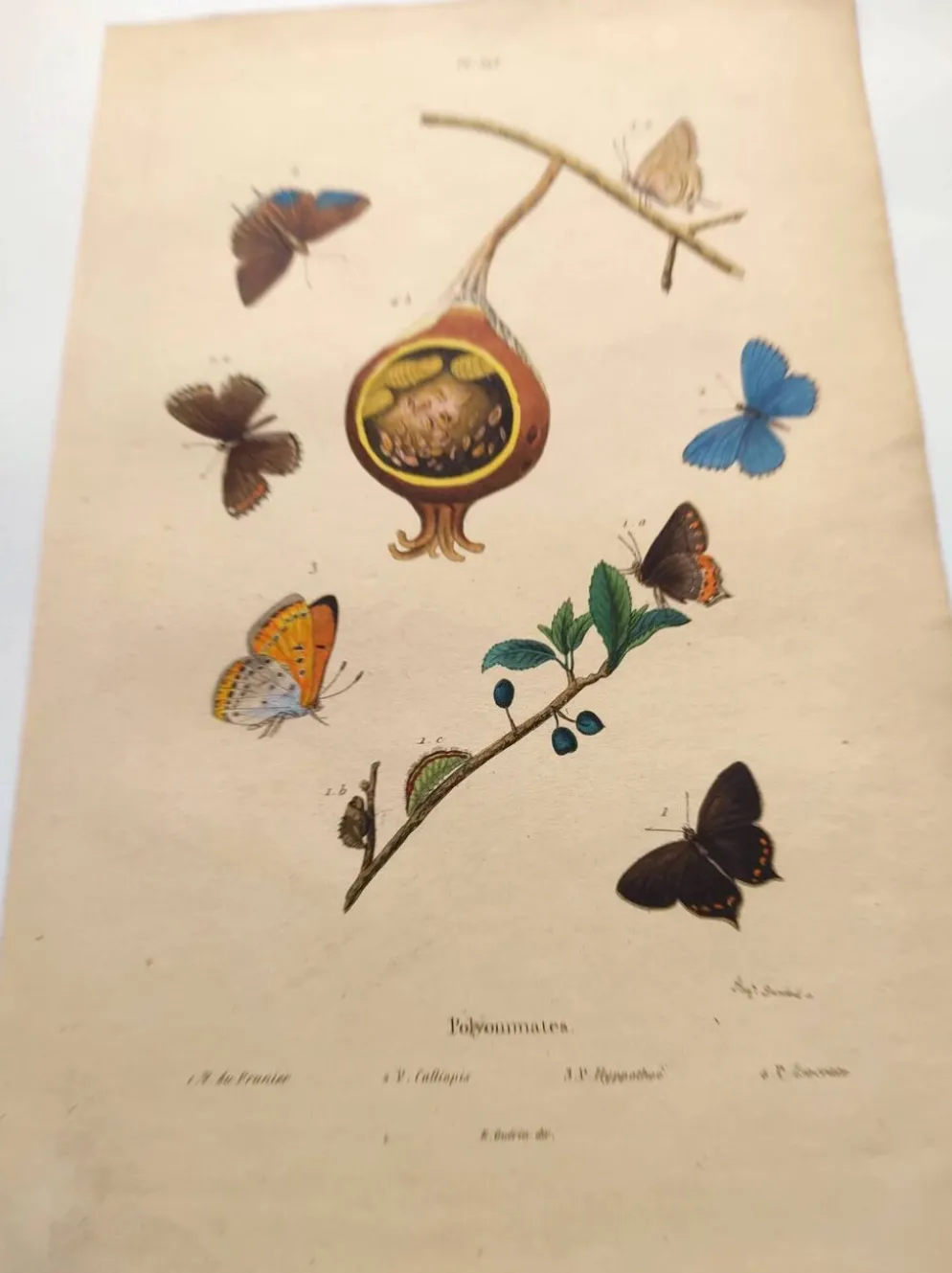 Gravure ancienne de 1839 -Papillons Polymmate - par Dumesnil - colorée main