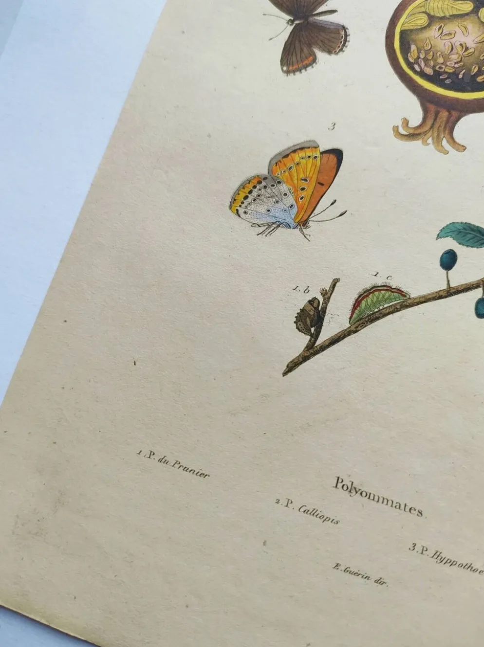 Gravure ancienne de 1839 -Papillons Polymmate - par Dumesnil - colorée main