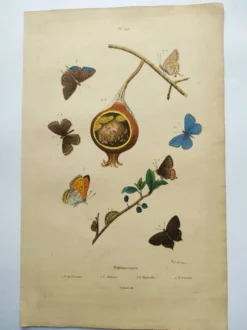 Gravure ancienne de 1839 -Papillons Polymmate - par Dumesnil - colorée main