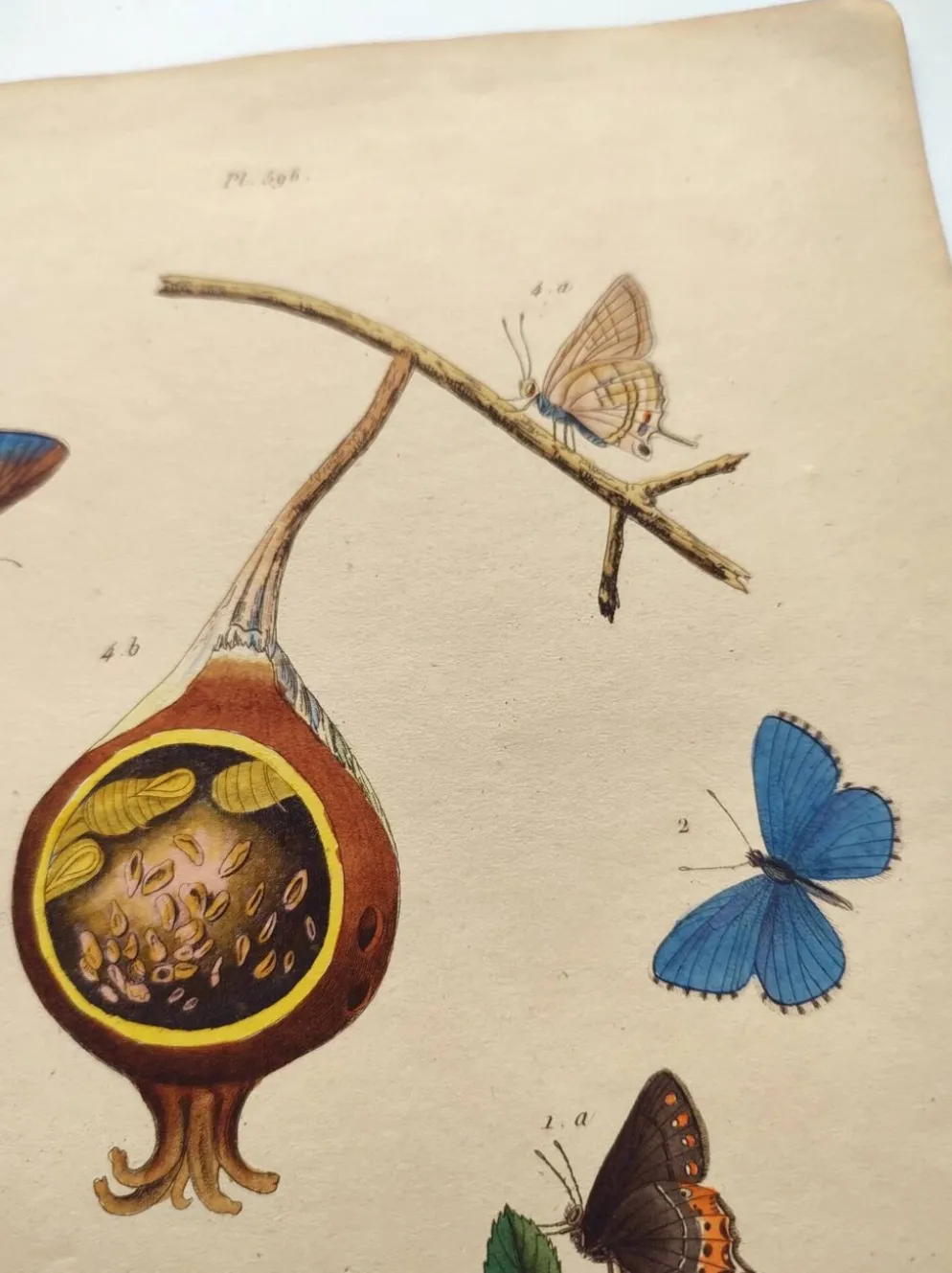 Gravure ancienne de 1839 -Papillons Polymmate - par Dumesnil - colorée main
