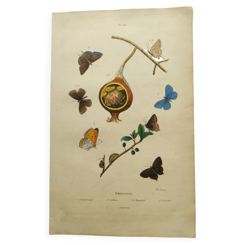 Gravure ancienne de 1839 -Papillons Polymmate - par Dumesnil - colorée main