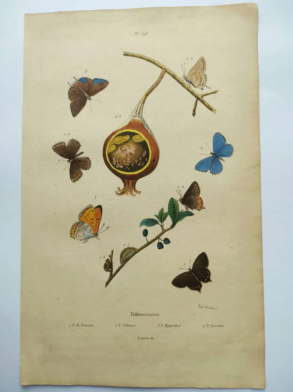 Gravure ancienne de 1839 -Papillons Polymmate - par Dumesnil - colorée main