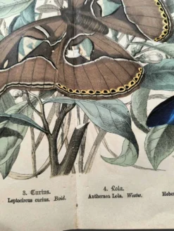 Gravure ancienne de 1886 - Papillons tropicaux (1) estampe vintage nature
