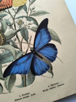 Gravure ancienne de 1886 - Papillons tropicaux (1) estampe vintage nature