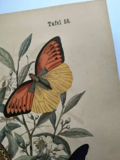 Gravure ancienne de 1886 - Papillons tropicaux (1) estampe vintage nature
