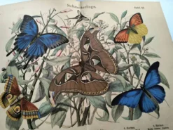Gravure ancienne de 1886 - Papillons tropicaux (1) estampe vintage nature