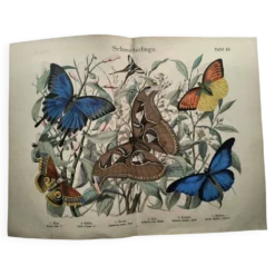 Gravure ancienne de 1886 - Papillons tropicaux (1) estampe vintage nature