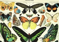 Gravure ancienne de 1897 - Papillons exotiques - par A. Millot - planche