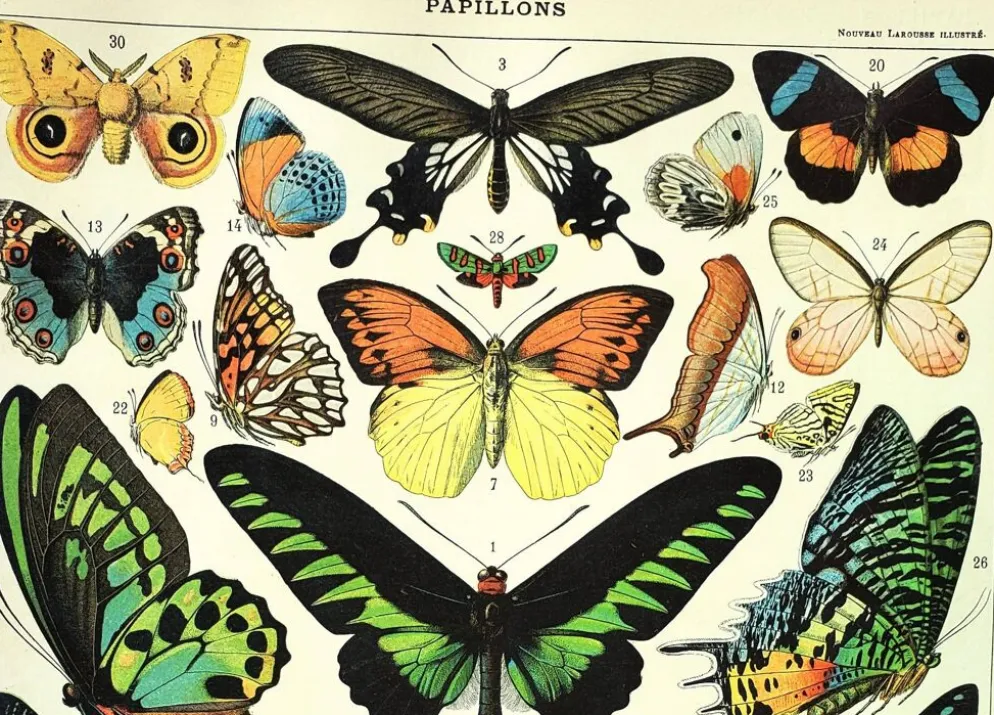 Gravure ancienne de 1897 - Papillons exotiques - par A. Millot - planche