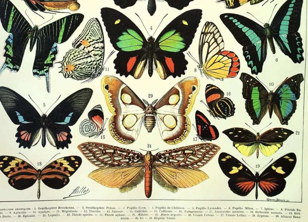 Gravure ancienne de 1897 - Papillons exotiques - par A. Millot - planche