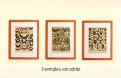 Gravure ancienne de 1897 - Papillons exotiques - par A. Millot - planche
